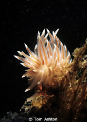 Small Scottish Nudibranch. Canon g11, s&s ys110 strobe wi... by Tom Ashton 